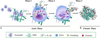 Neutrophil Extracellular Traps Formation and Aggregation Orchestrate Induction and Resolution of Sterile Crystal-Mediated Inflammation